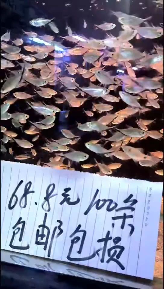 海水鱼刚果美人石美人电光美人一眉道人