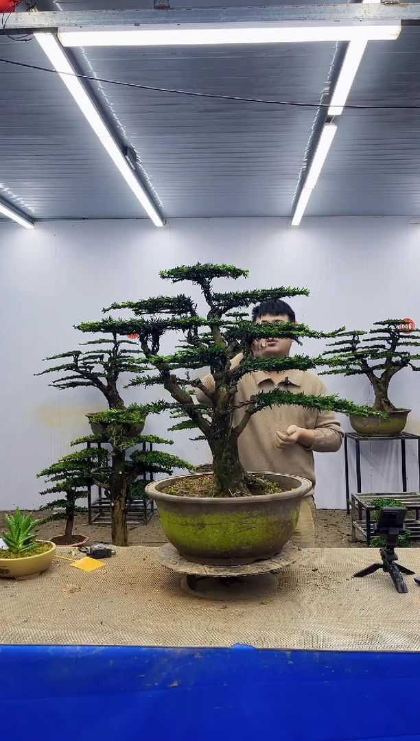 以实际为准一物一拍，所见即所得
