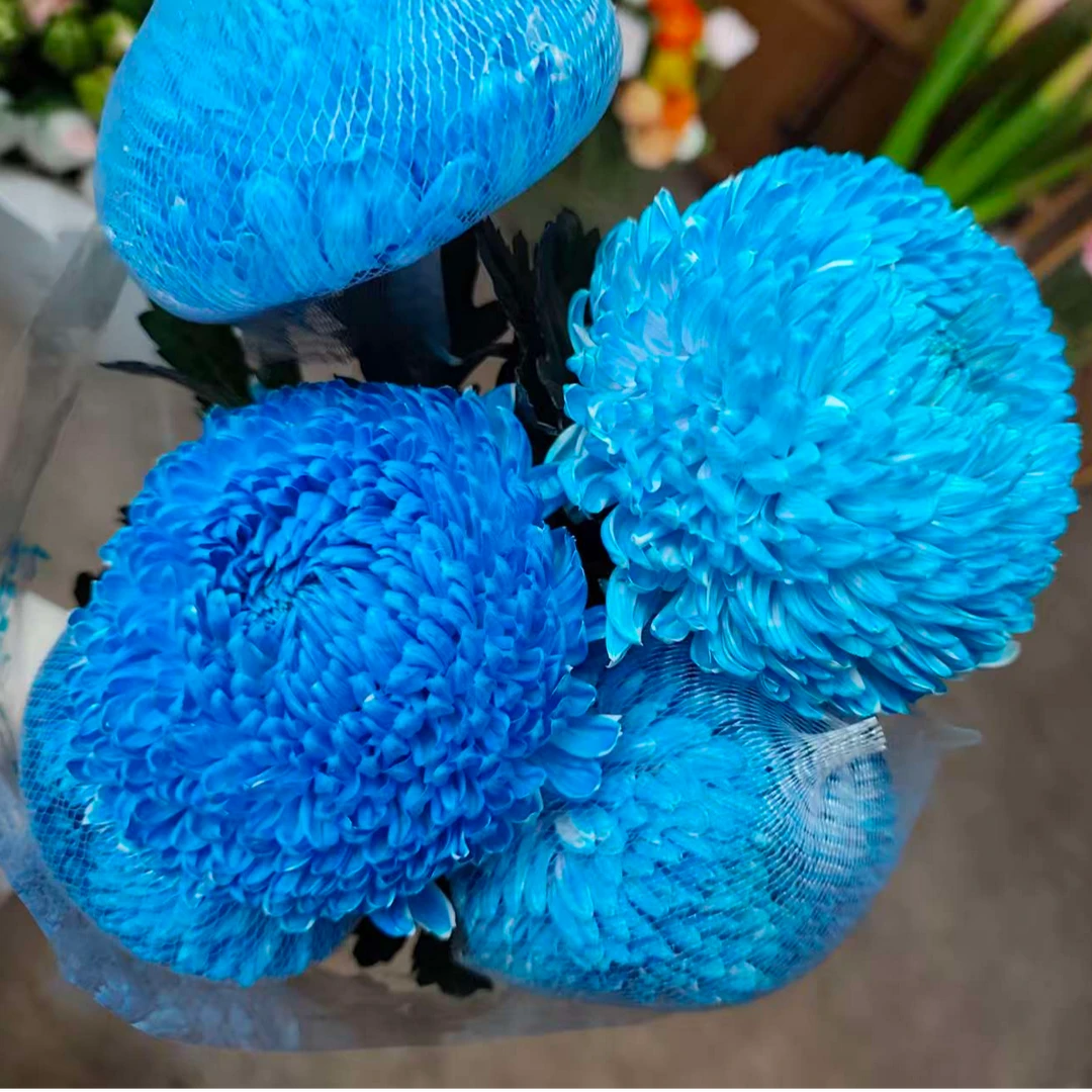 YZ【A级稀有海蓝牡丹菊5支】全场任意满两单鲜花升级快递