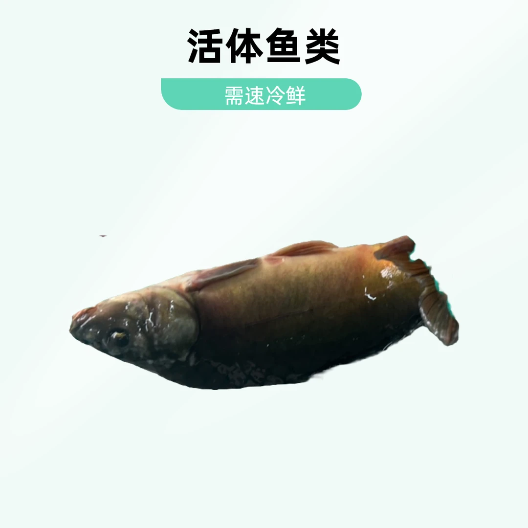 鲜活框镜鱼2.5斤约1250克左右