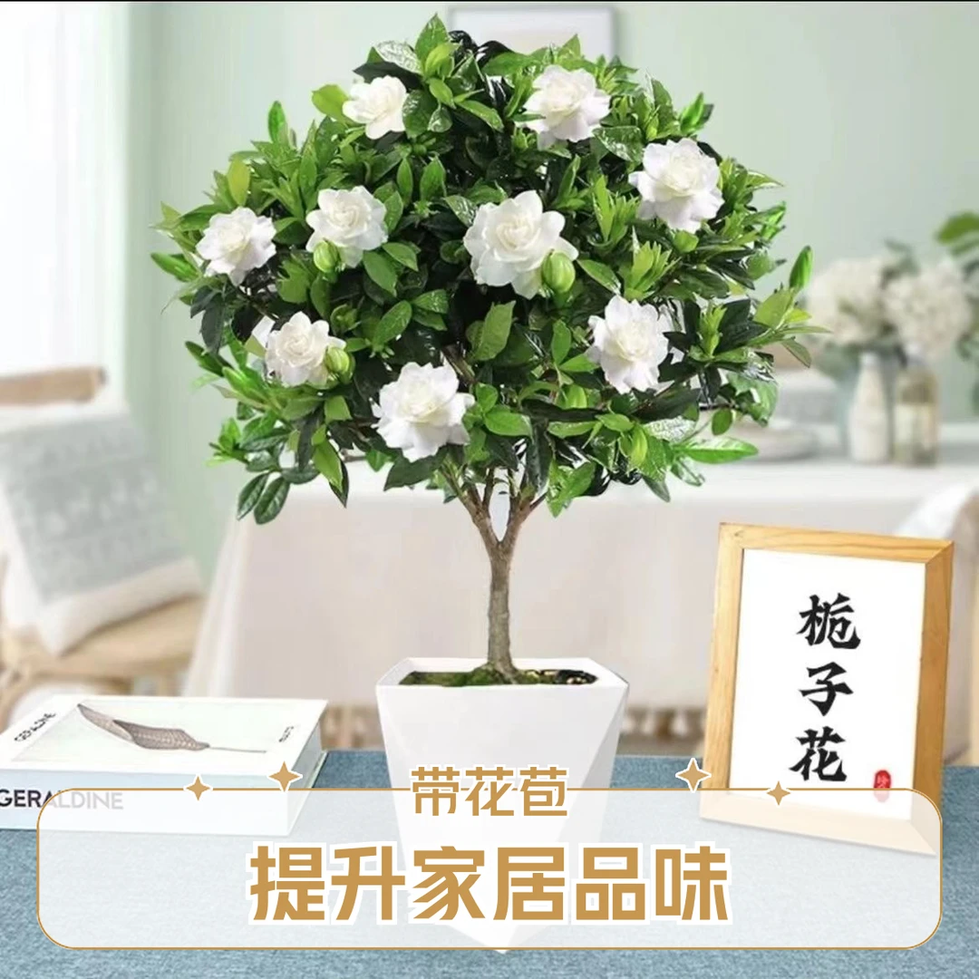【带花苞】栀子花浓香型盆栽花卉室内植物花苞四季净化空气开花好养