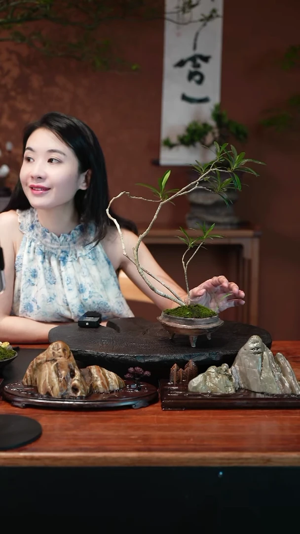 无花朵栀子花盆景盆景盆景