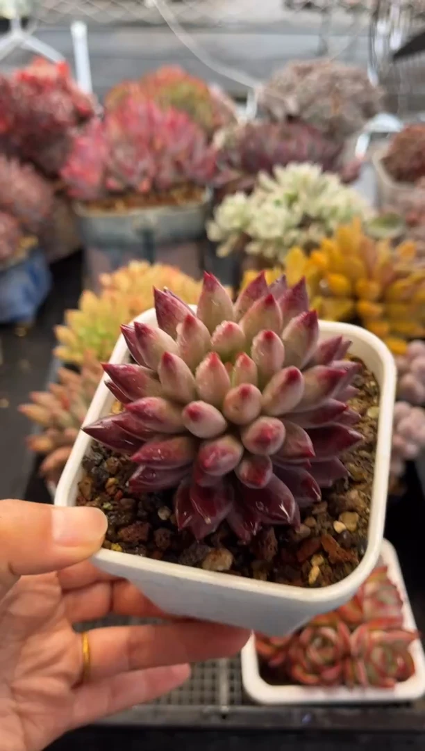 2077（满30包邮，天冷必拍保温箱）