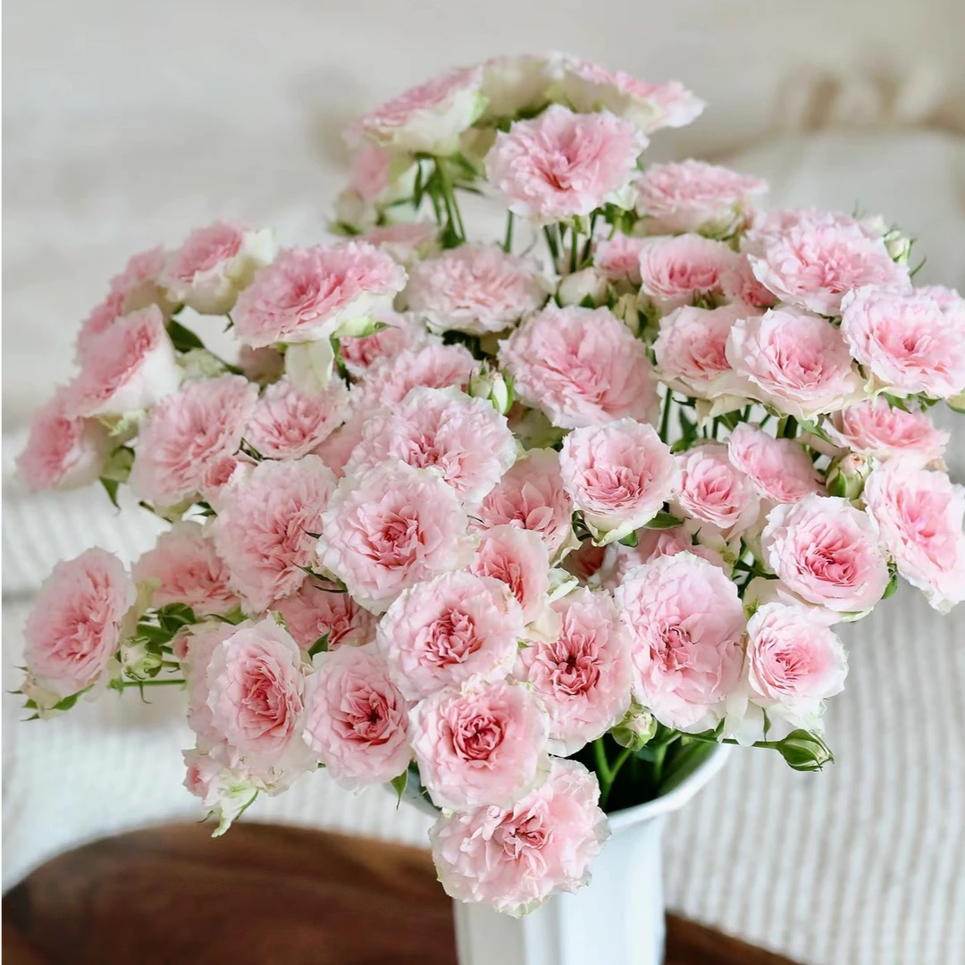 【情迷罗拉多头玫瑰】 任意两单及两单以上鲜花顺丰包邮发货