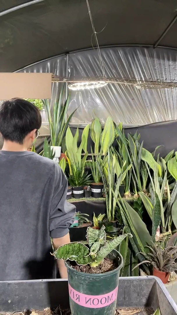 龙翼带盆土19.9.