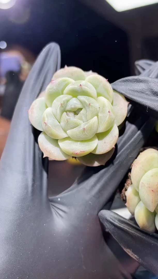 闪购549 小殿下多肉一颗   3.5-4厘米