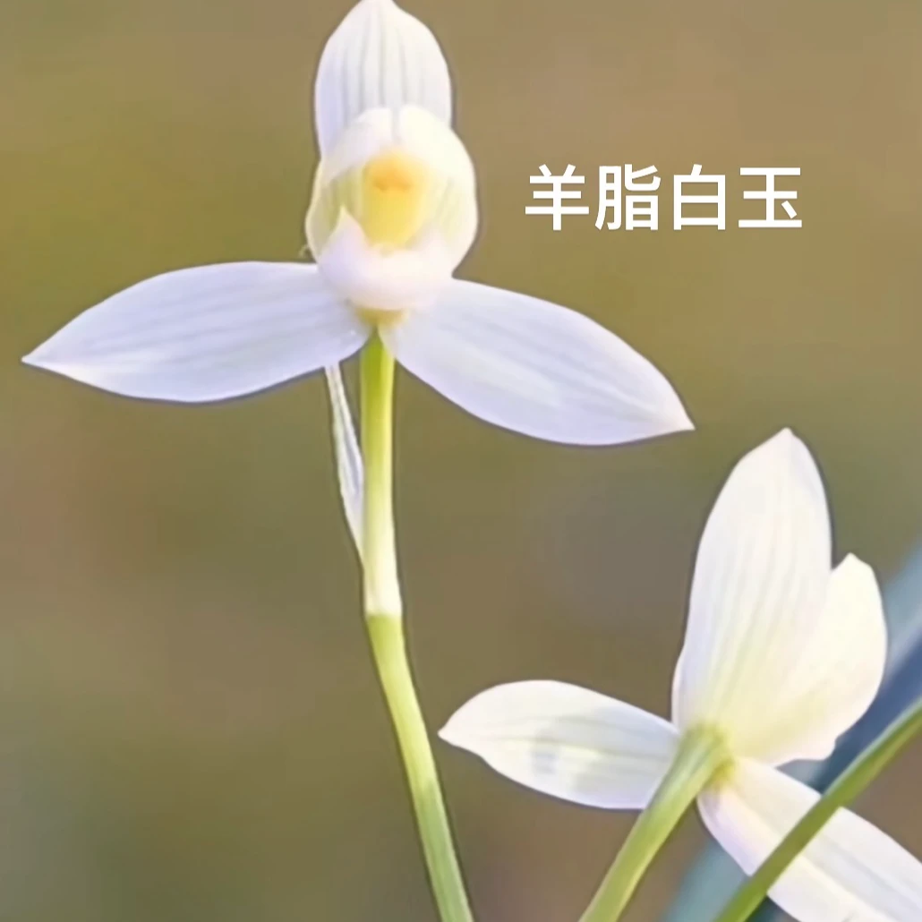 古北壹号优选【羊脂白玉】带花苞花箭四季开花浓香花卉直播兰花直播