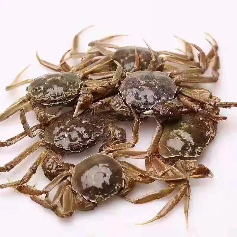 【活蟹】六月黄母蟹 约450g-500g/份 单只2.5-3两
