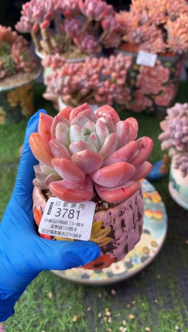 昆明印象多肉3781