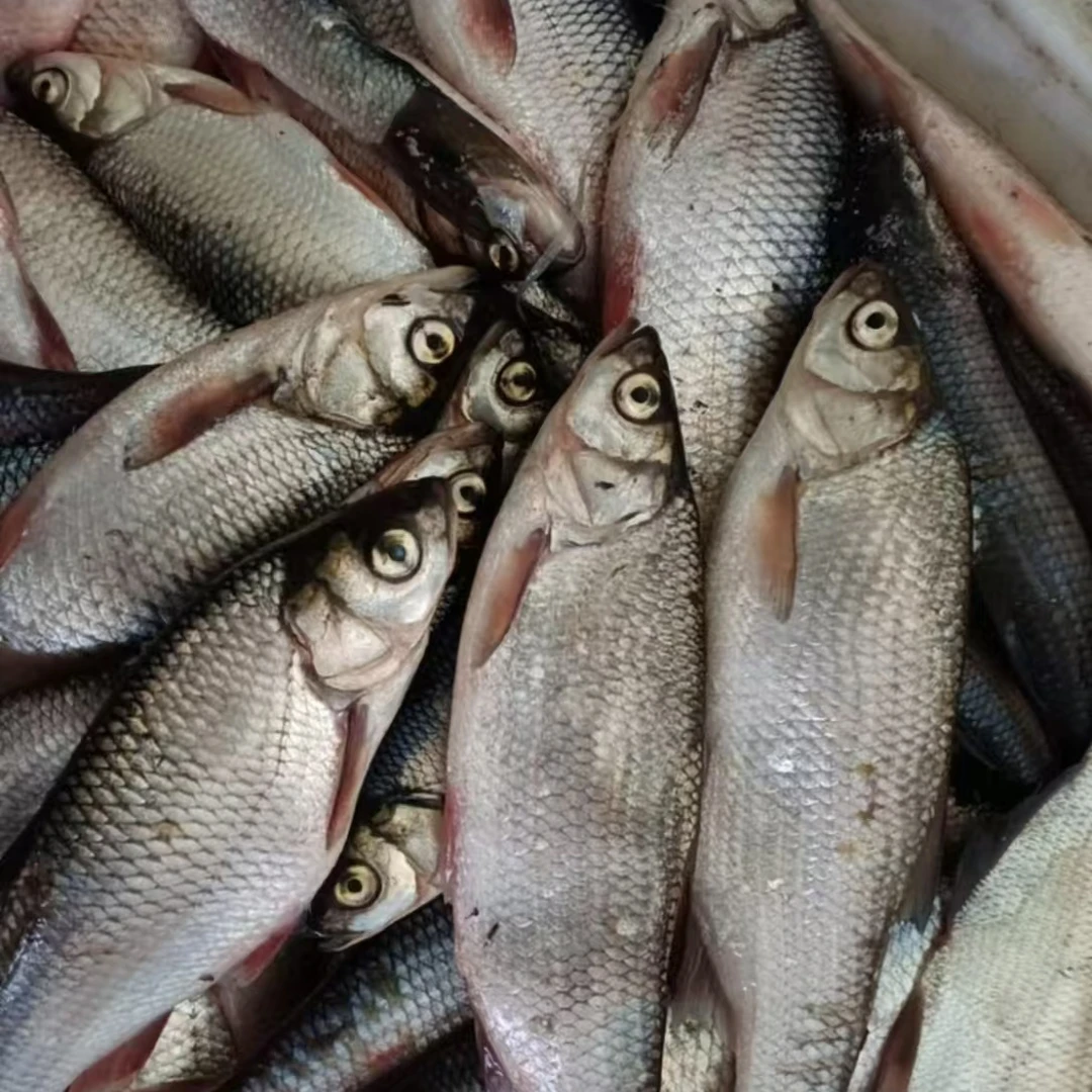 鲜活克旗水库野生华子鱼，新鲜肥美，克旗同城配送。