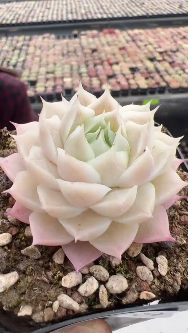 【闪购商品】新款多肉-149