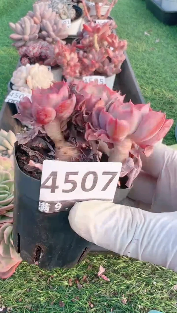 【闪购商品】信福多肉一物一拍