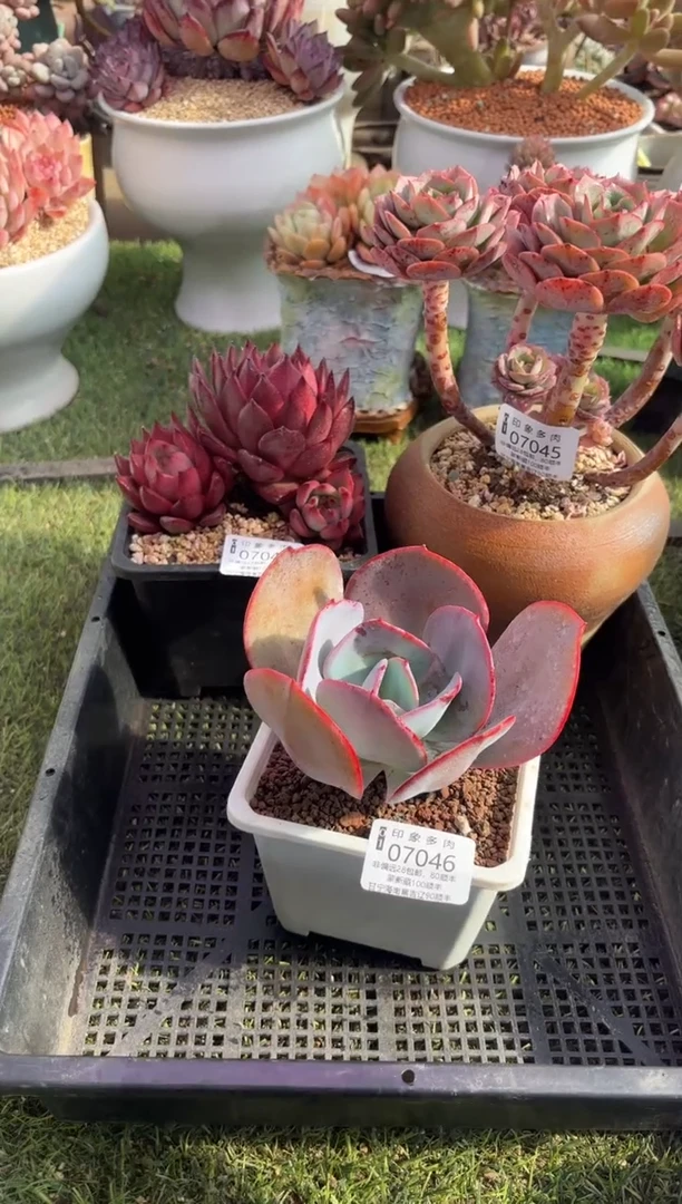 【闪购商品】07046