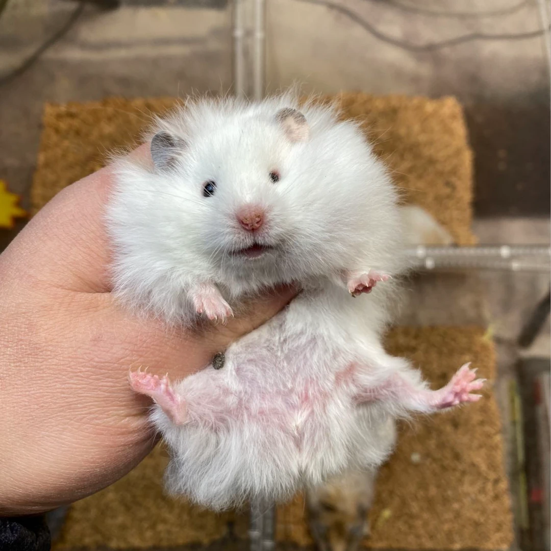 仓鼠金丝熊波利小公仔鼠鼠仔仔长毛卷毛波利公仔会动的仿真熊熊