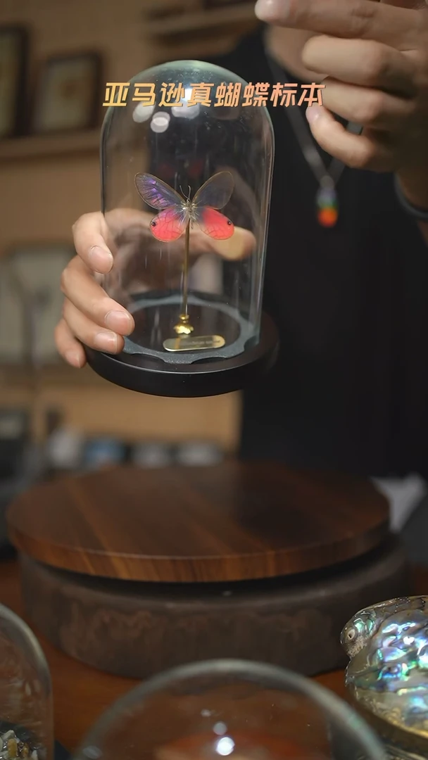 玫瑰绡眼蝶小号玻璃罩