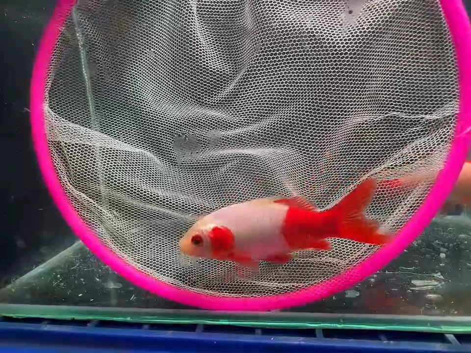 金鱼短尾草金专拍链接123