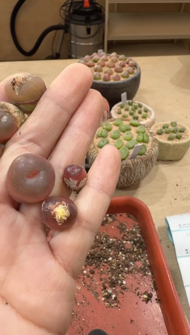 18-257多肉植物肉锥