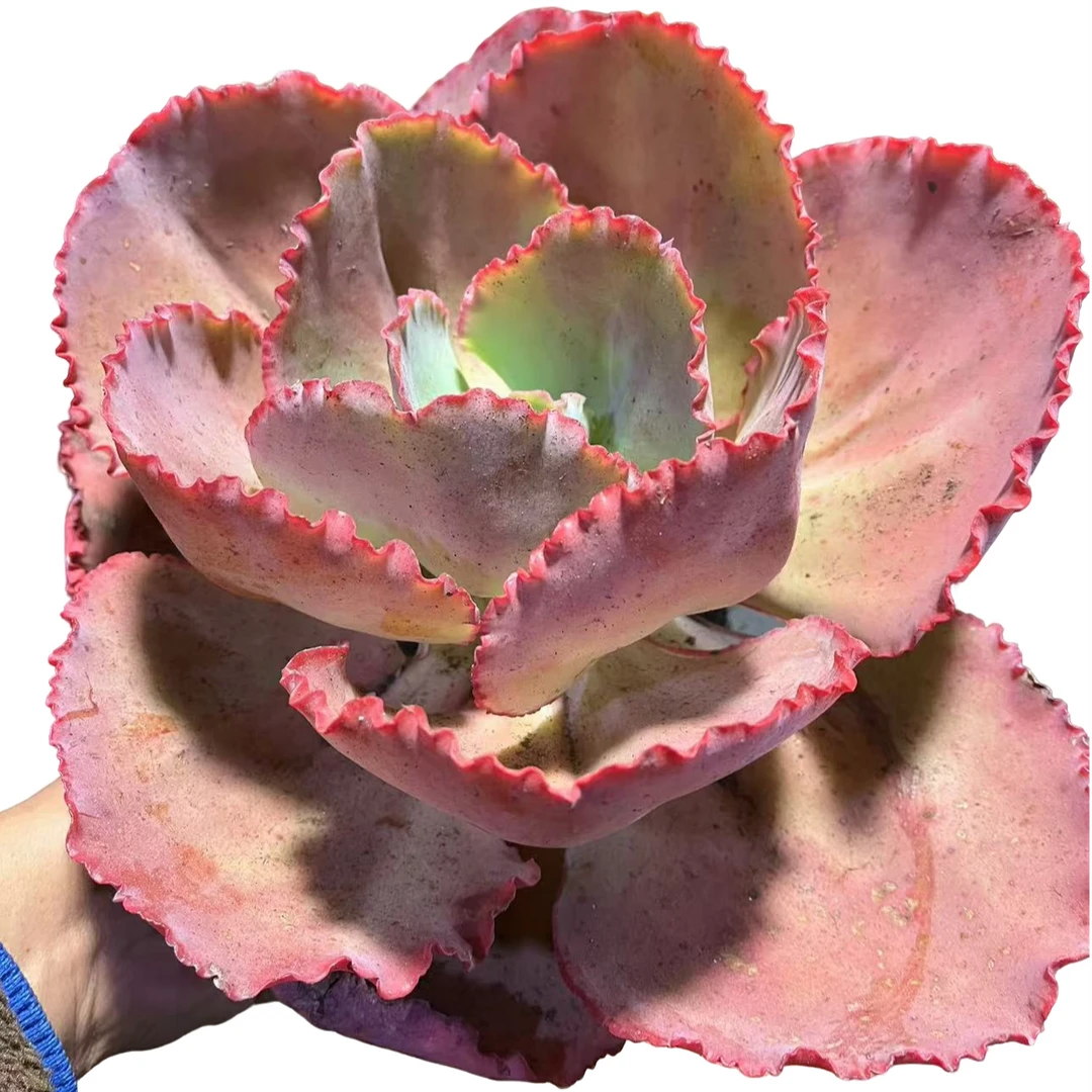 精品多肉植物 蓝色妖姬