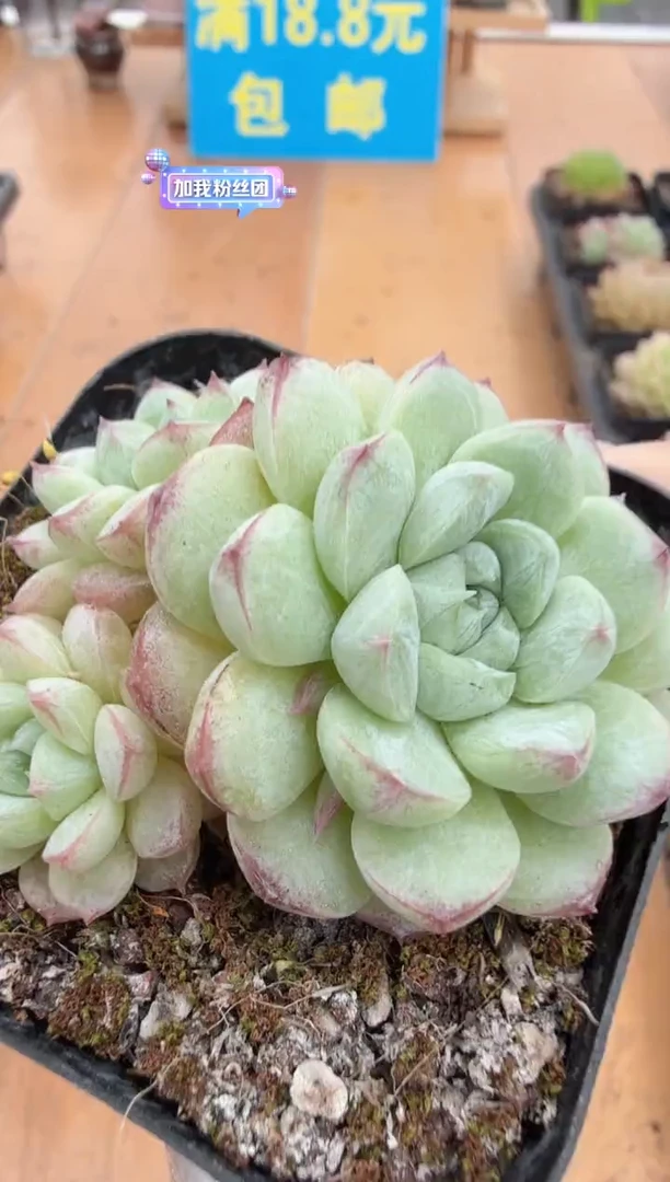 东云多肉园二店-206