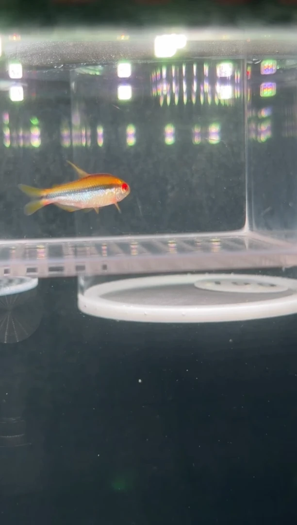 灯科鱼【189】老版彩虹魔鬼