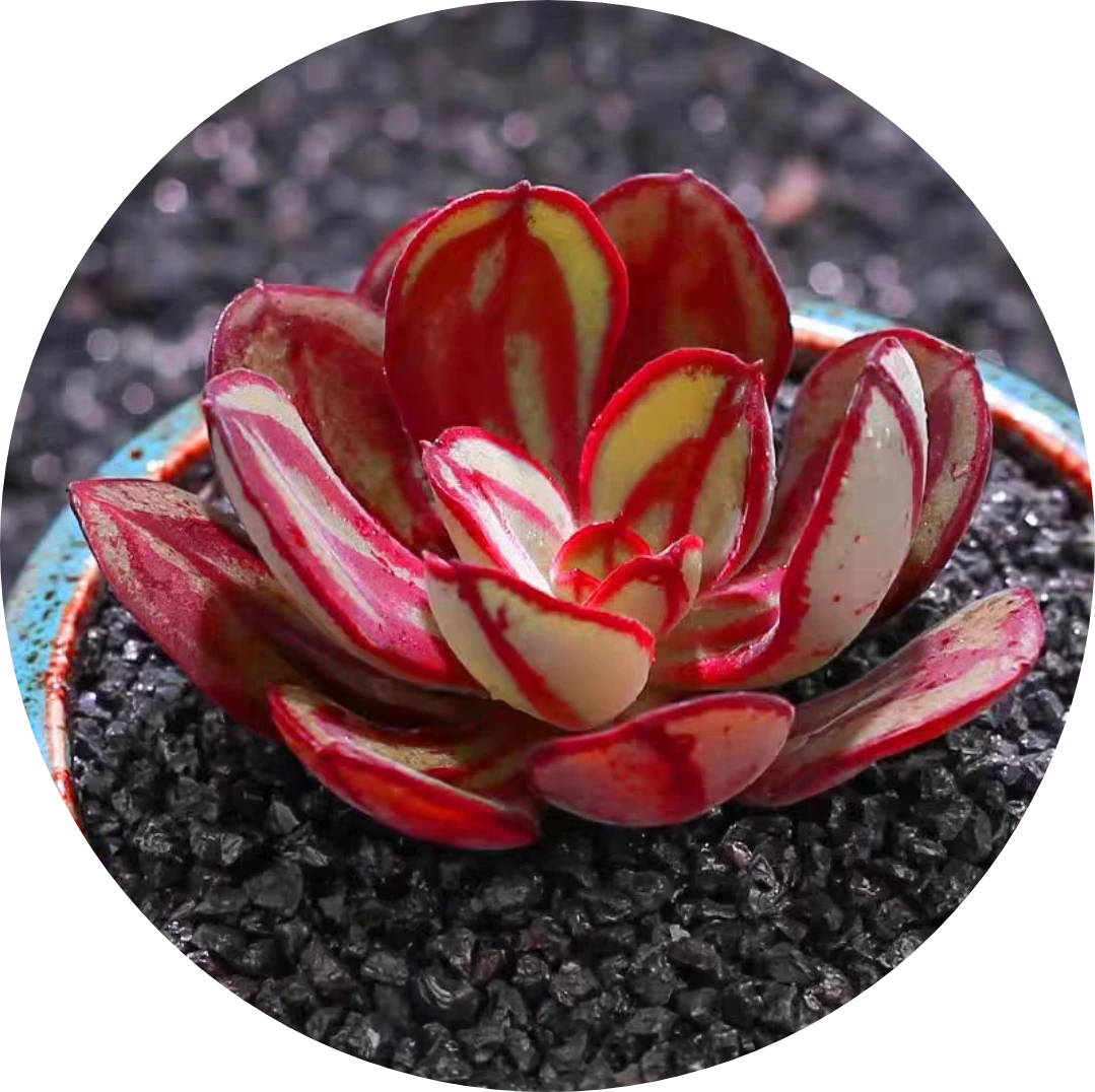 龙骨丸叶红司多肉植物1