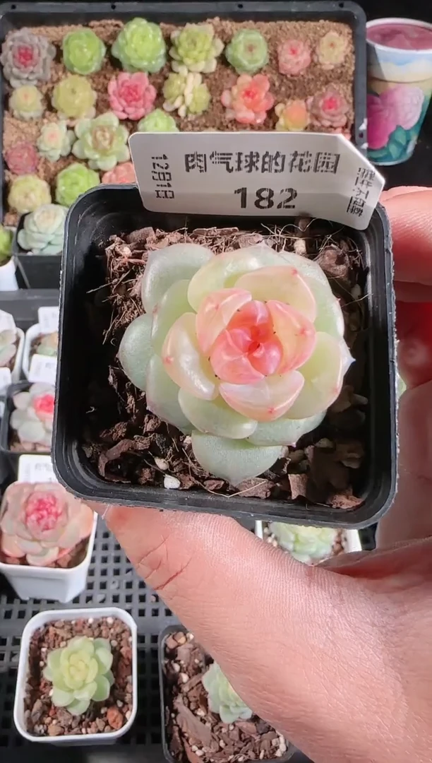 1201-182bl-4多肉群生不包整
