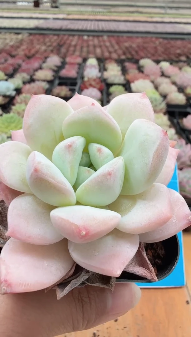 东云多肉园二店-39