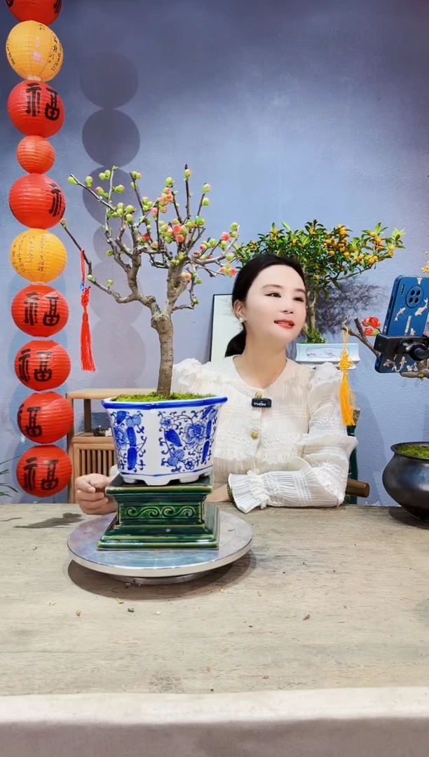 【闪购商品】盆景海棠 长寿冠