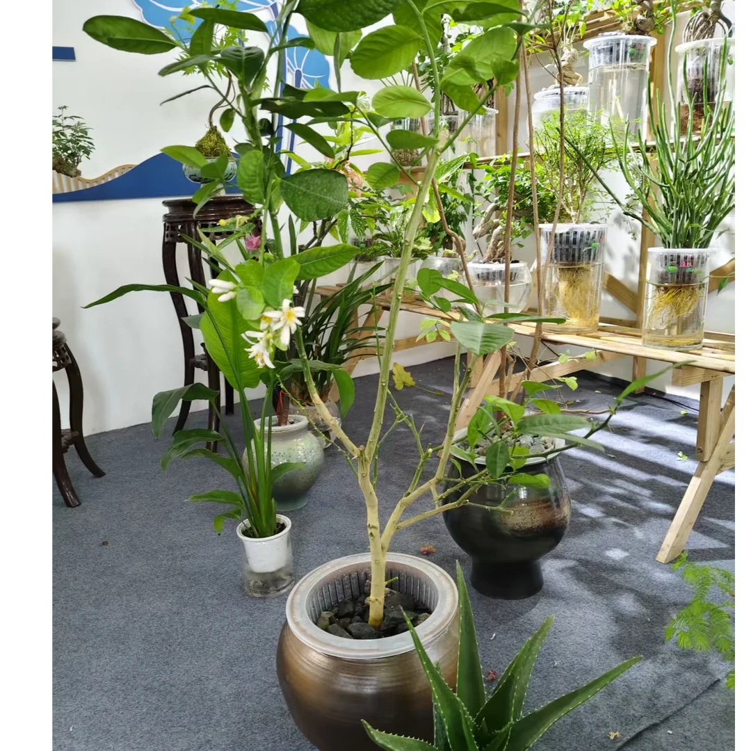 香水柠檬树盆栽四季绿植适合室内阳台庭院种植