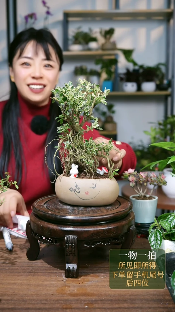 【闪购商品】96--2007六月雪提根