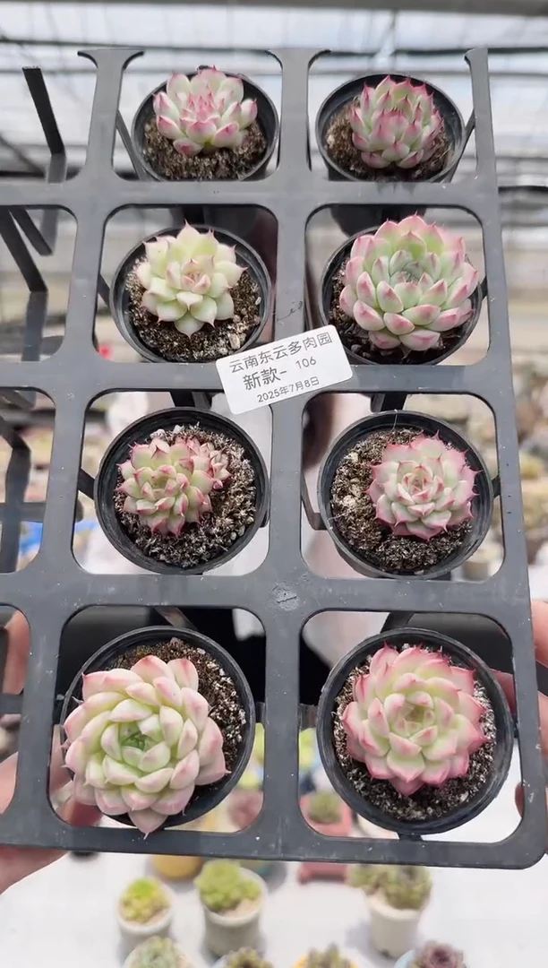 东云多肉园新款-106其中一颗