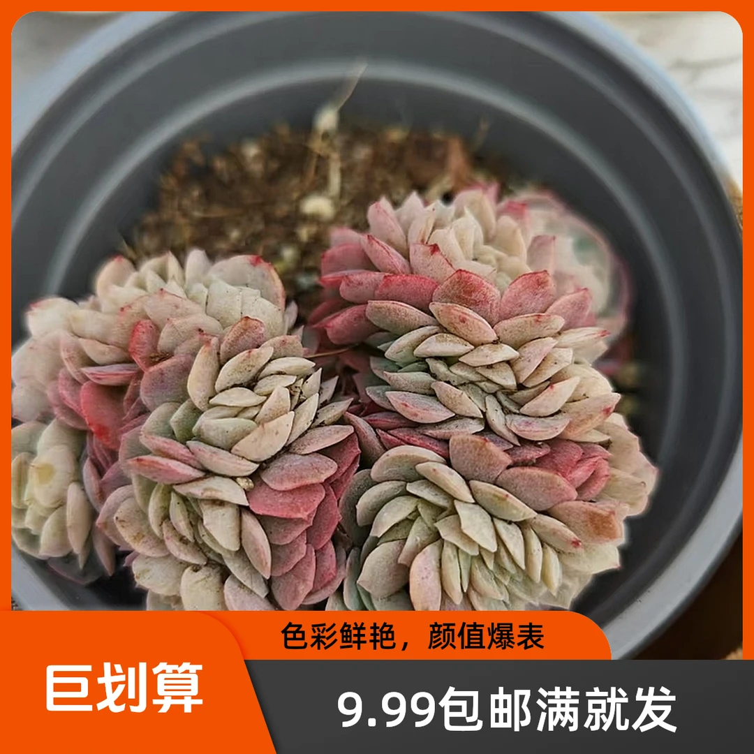 冰梅缀化(拼满10元包邮)多肉植物阳台露台办公室绿植植新手好养