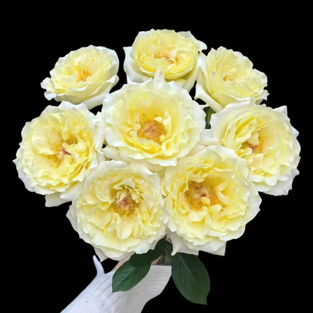 【白甘草】稀有单头玫瑰 玖枝花优选 云南基地直发 鲜切花