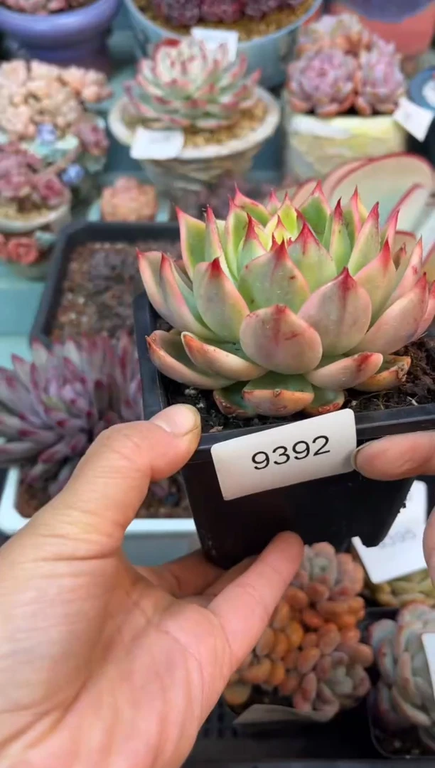 9392单头桃花锦多肉