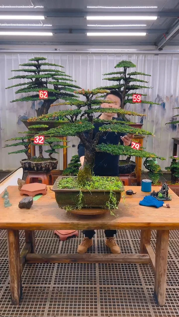 无花朵刘*精品盆景直播间一物一拍