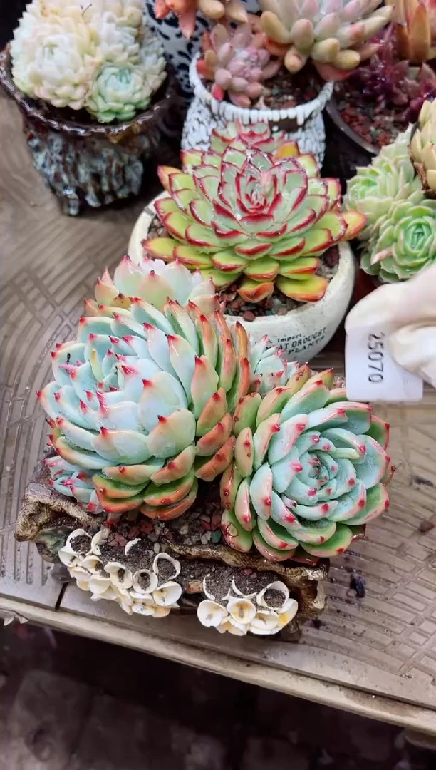 【闪购商品】25070