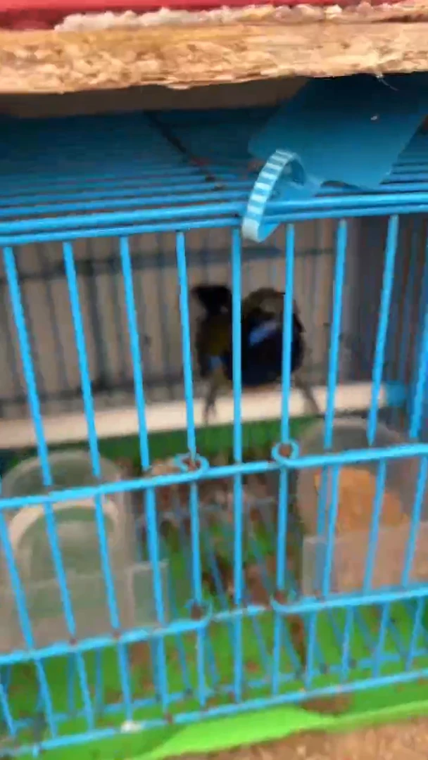 4号橙腹精品老竹笼