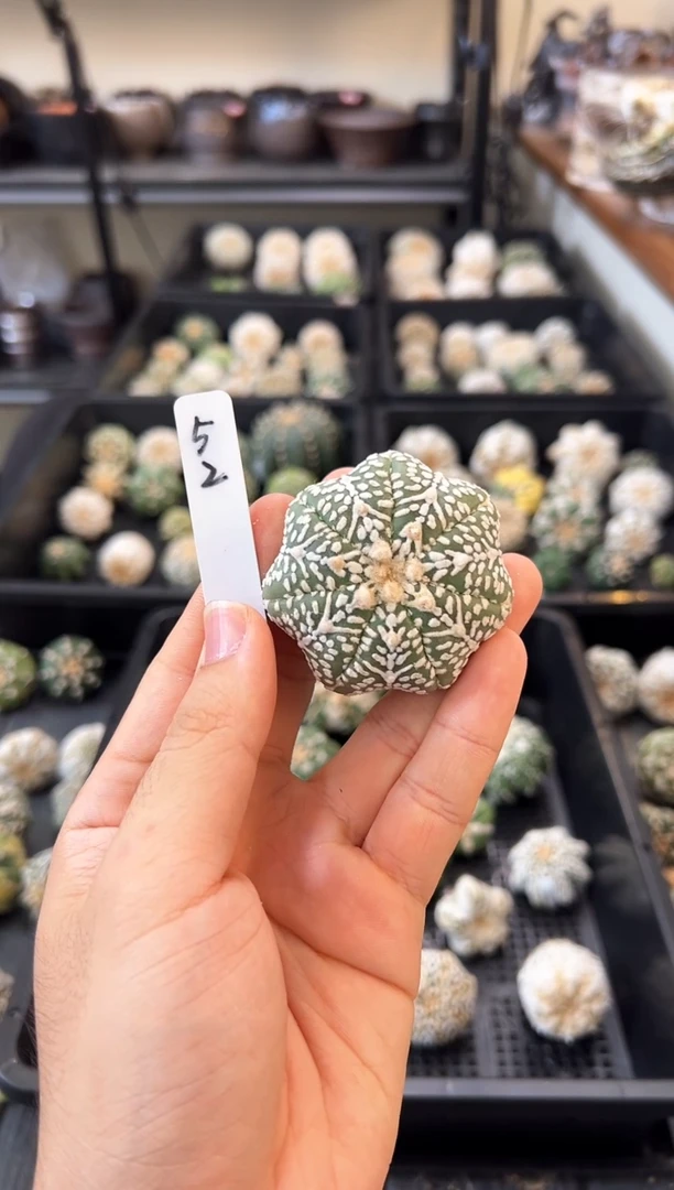 海星蜘蛛网不含盆土实生编码52
