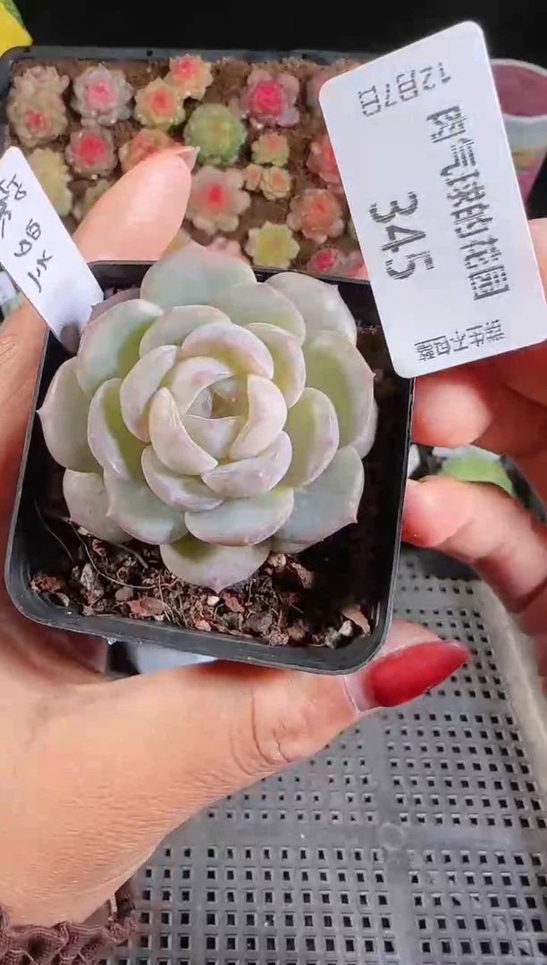 1207-345紫罗兰多肉群生不包整