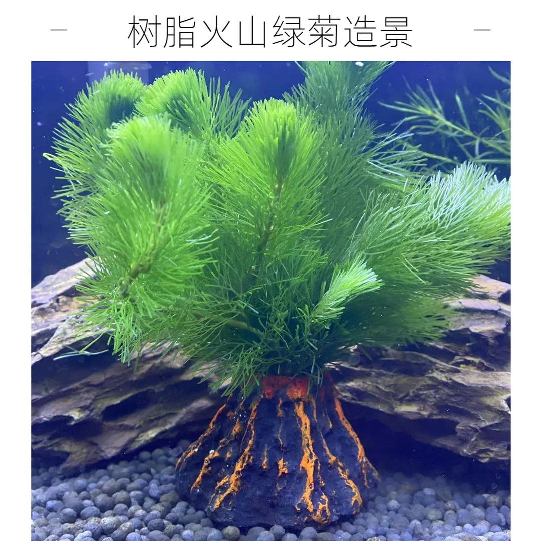 树脂火山绿菊造景新手水草好养易活入缸成景净化水质增加氧气真草