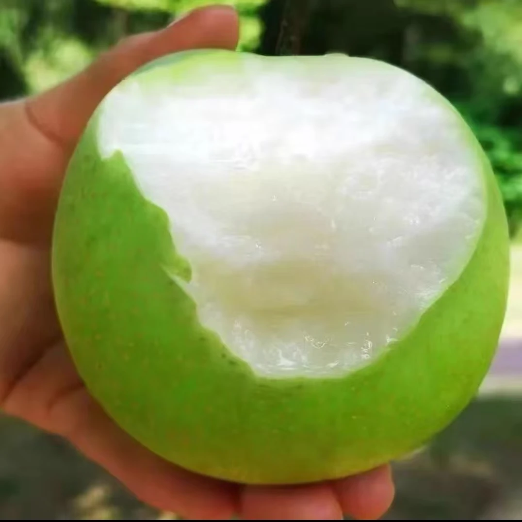 【邮政空运】枣阳头茬酥脆一号露天种植 入口化渣脆甜爽口 口口爆汁