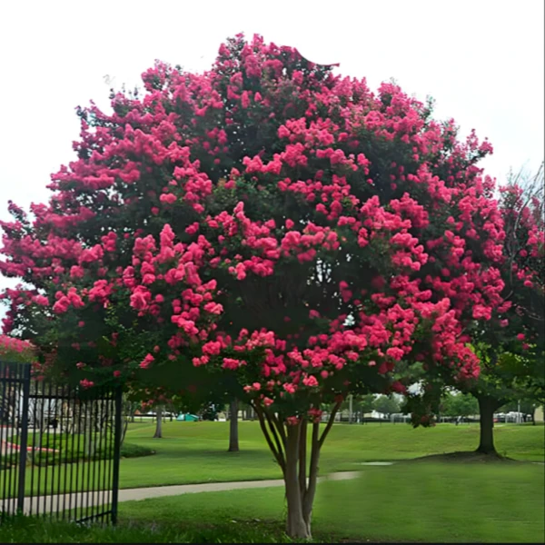 美国进口红火箭天鹅绒紫薇玫红紫薇百日红别墅庭院盆栽地栽风景树