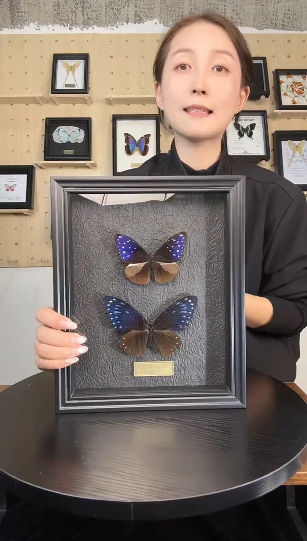 异型紫斑蝶和翠蓝斑蝶组合（蝴蝶装饰画A4框）