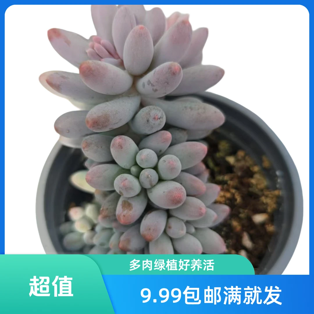 婴儿手指(拼满15元包邮)多肉植物阳台露台办公室绿植植新手好养