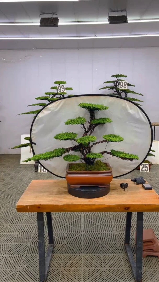 无花朵造型盆景一物一拍