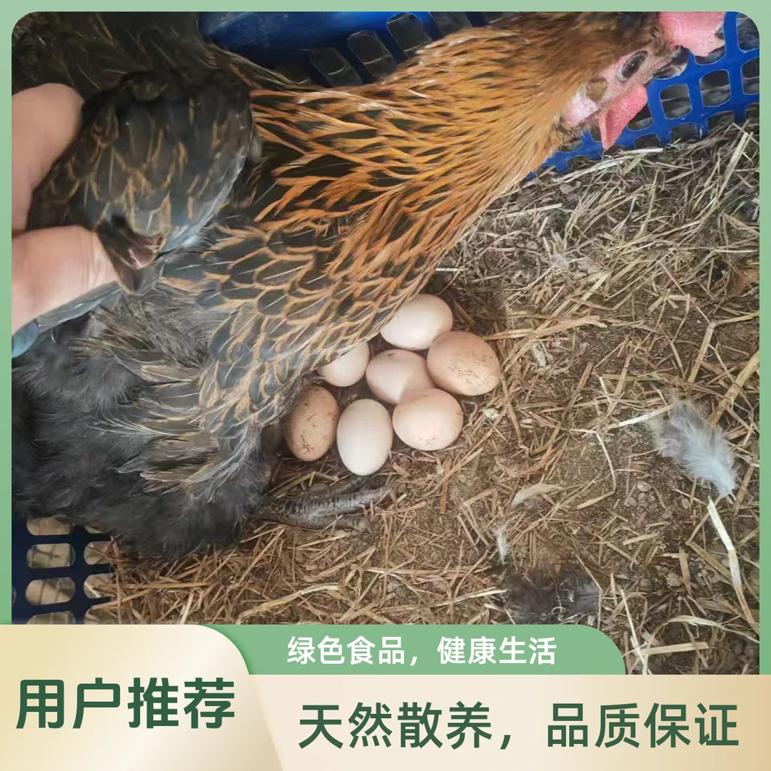 树林溜达纯粮食喂养土鸡蛋