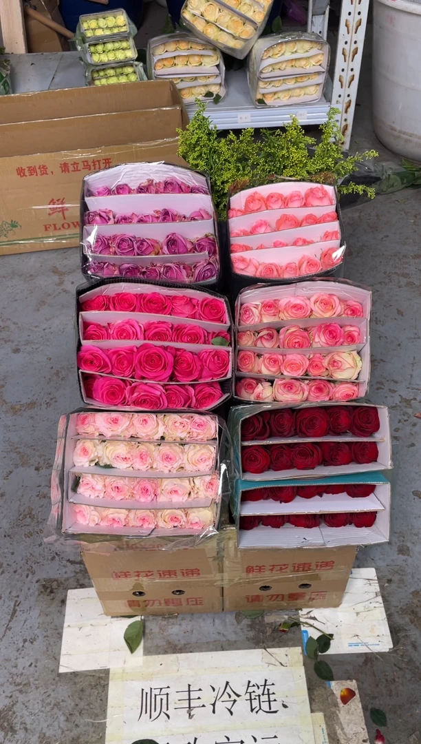 单头玫瑰60枝（任意3个品种）+黄莺