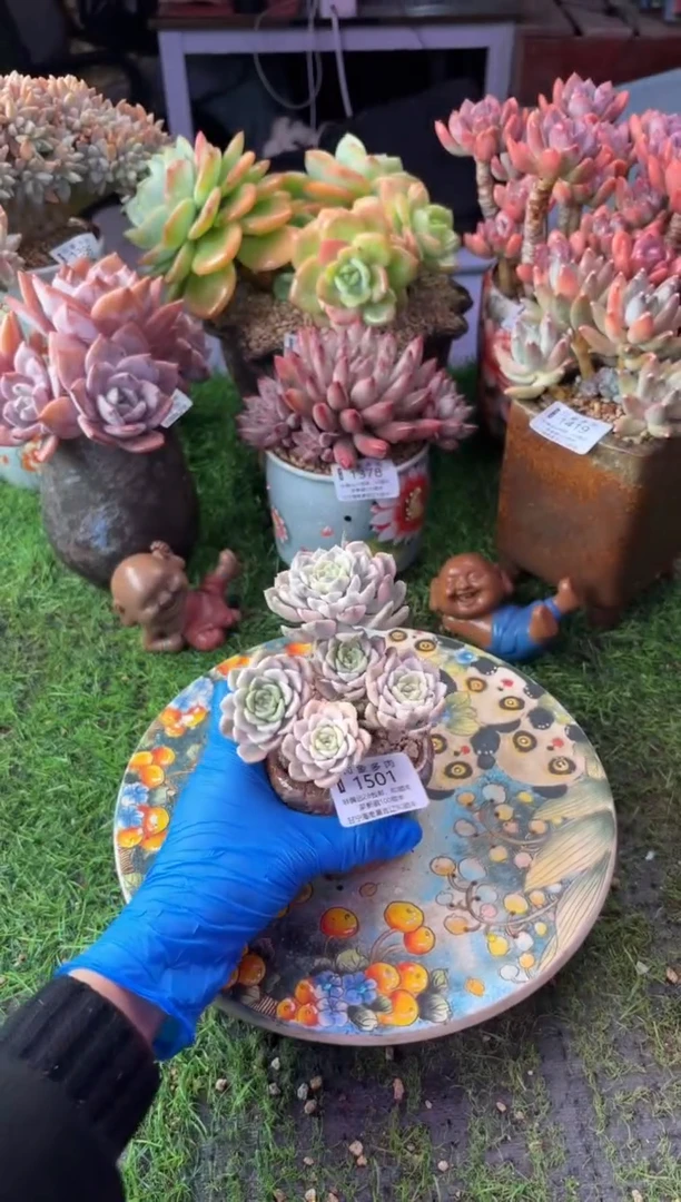 昆明印象多肉1501