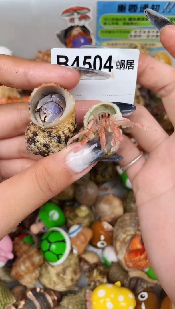 陌派甄选寄居蟹4504
