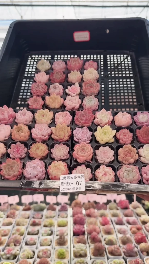 东云多肉园新款-07（其中一份）